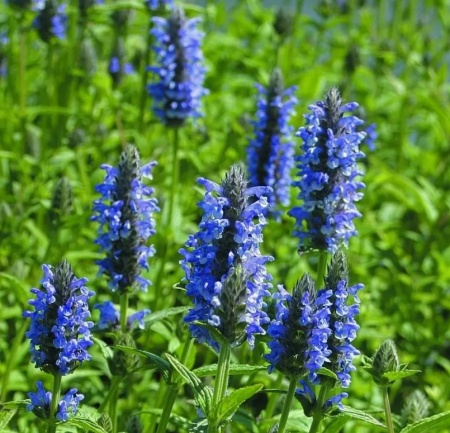 Котовник (Nеpeta)   "Blue Moon"