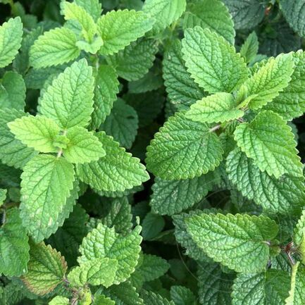 Меллиса лекарственная Lemon Balm
