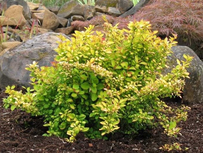 Барбарис Тунберга "Limoncello BailErin"