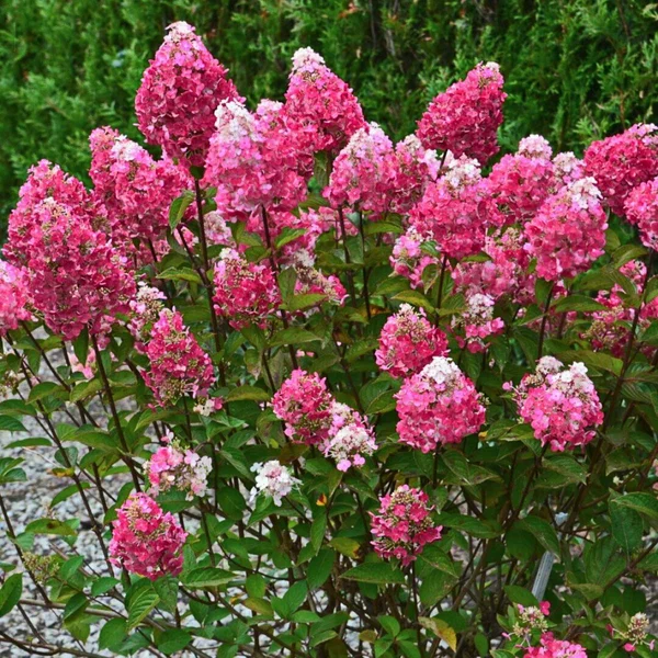 Гортензия метельчатая (Hydrangea paniculata) «Самарская Лидия» (Rensam/Framboisine)