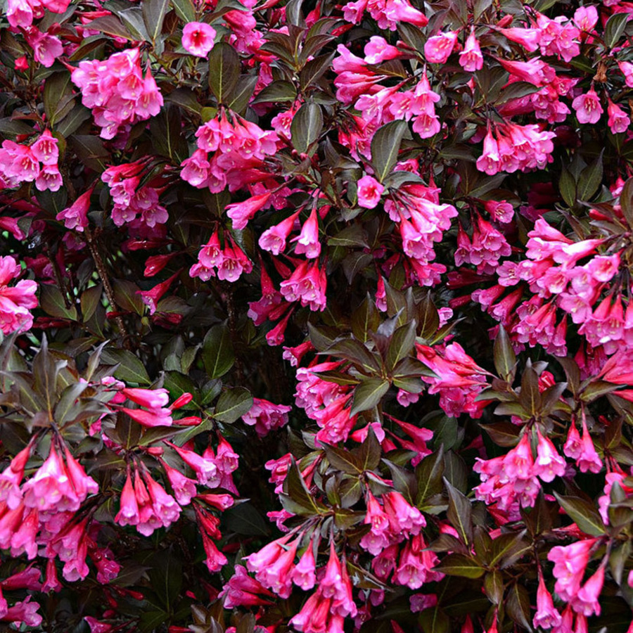 Вейгела (Weigela) “Alexandra”