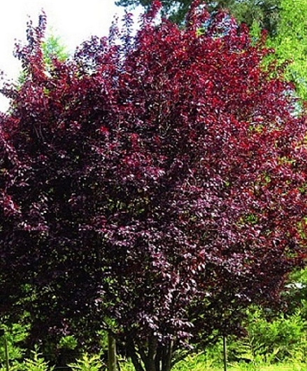 Черёмуха обыкновенная (Prunus padus) «Красный шатёр»