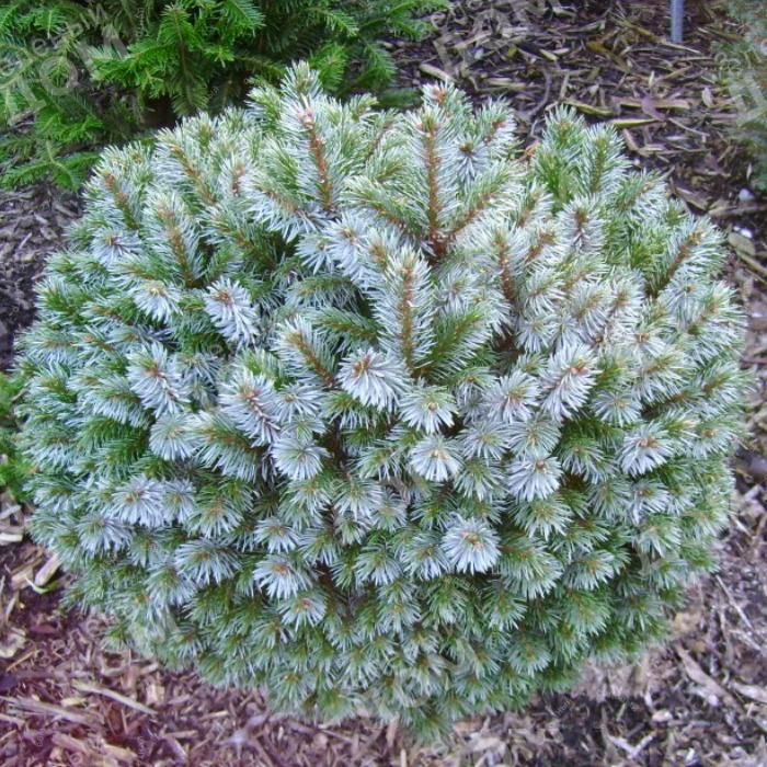 Ель ситхинская (Picea sitchensis) 'Nana'