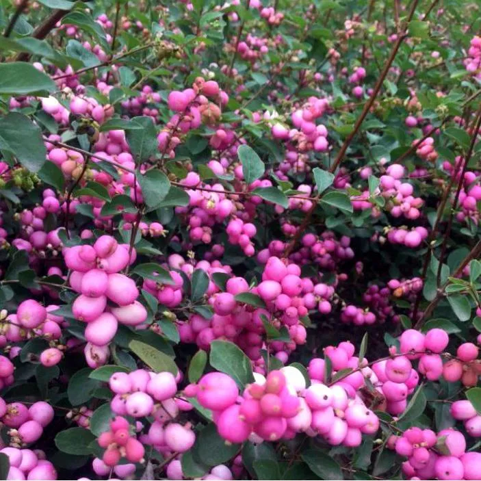 Снежноягодник Доренбоза (Symphoricarpos doorenbosii) "Magic Berry"