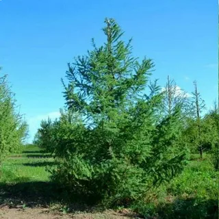 Лиственница сибирская (ком) 