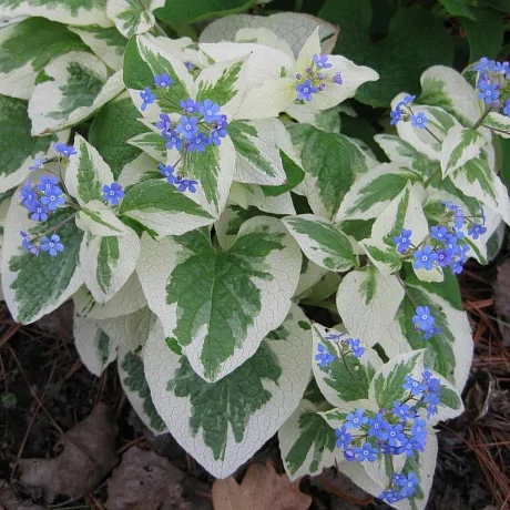 Бруннера крупнолистная (Brunnera macrophylla) «Variegata»