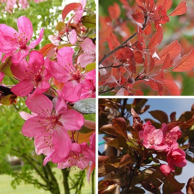 Яблоня декоративная (Malus)               Coccinella 'Courtarou'