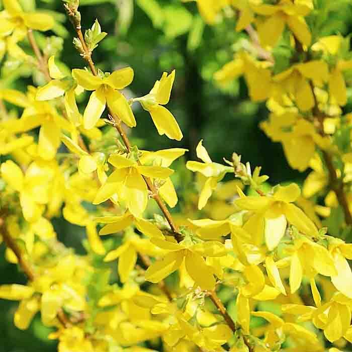 Форзиция промежуточная (Forsythia intermedia) "Week-End"