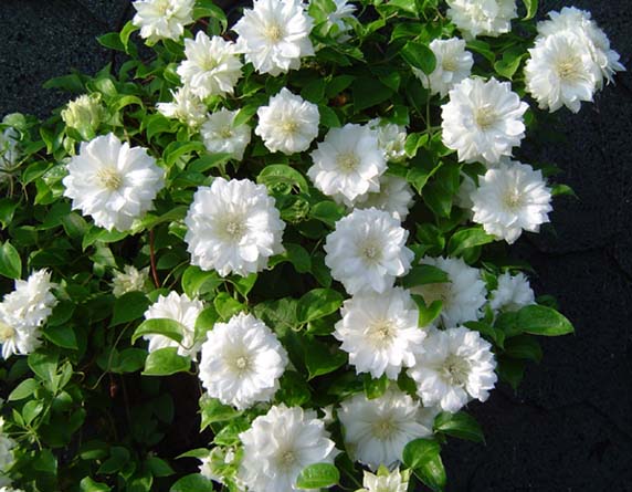 Duchess Of Edinburgh