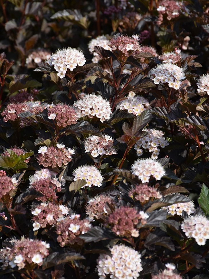 Пузыреплодник калинолистный (Physocarpus opulifolius)             «Petite Plum»