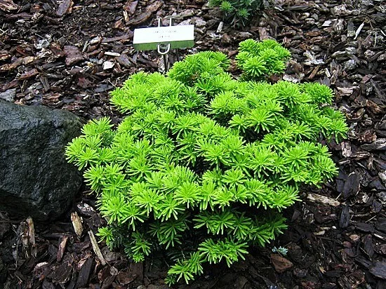 Пихта корейская "Taiga"