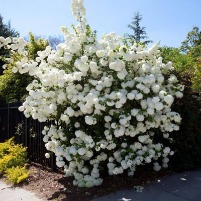 Калина обыкновенная (Viburnum opulus) "Roseum/Бульденеж"