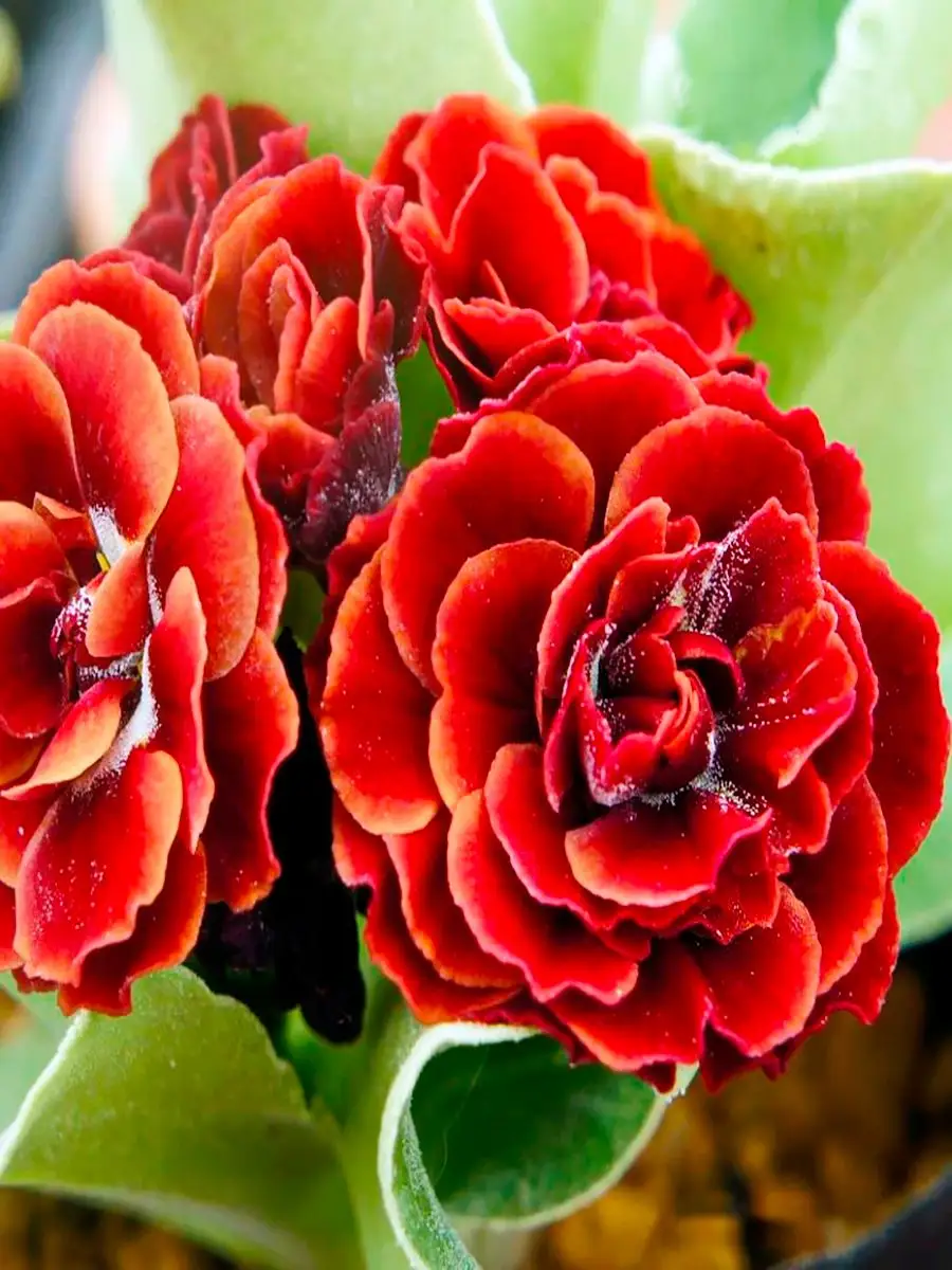 Примула ушковая (Primula auricula) «Pegasus»