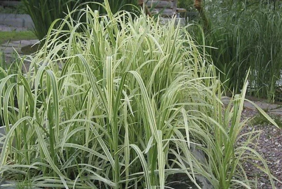 Манник большой (Variegata)