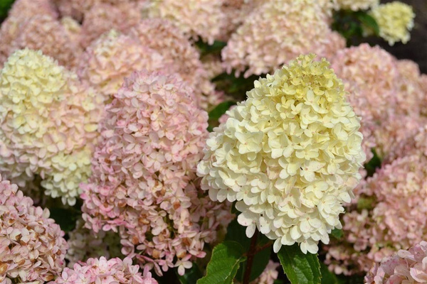 Гортензия метельчатая «Whitelight»