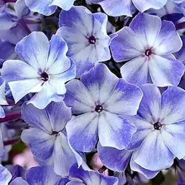 Остров Санторини