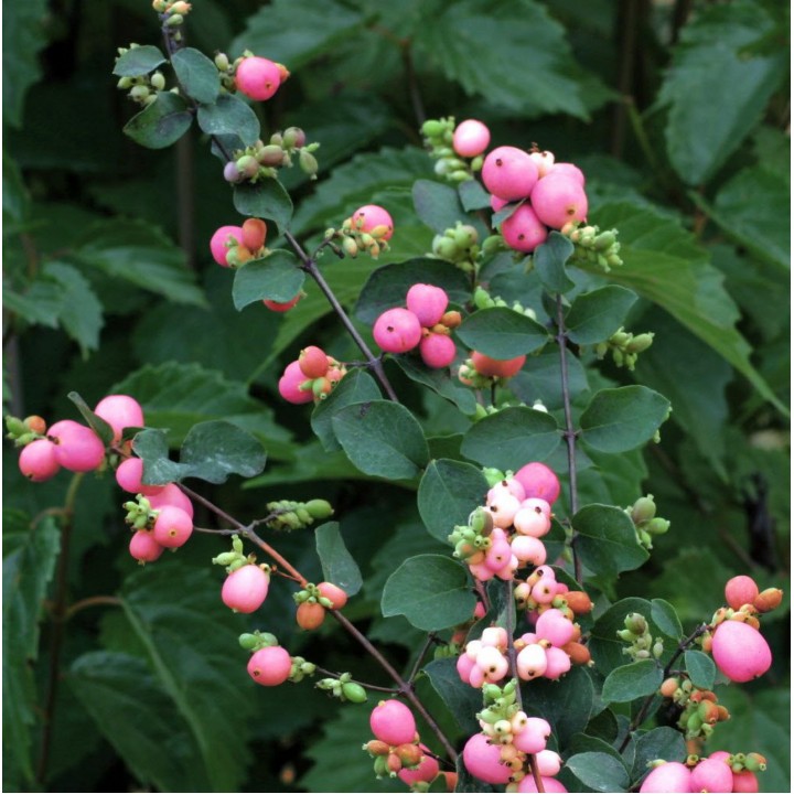 Снежноягодник Доренбоза (Symphoricarpos doorenbosii)