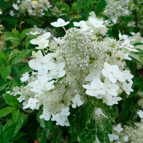 Гортензия метельчатая (Hydrangea paniculata) "Shikoku Flash"