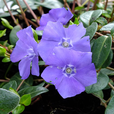 Барвинок малый (Vinca minor) "La Grave"