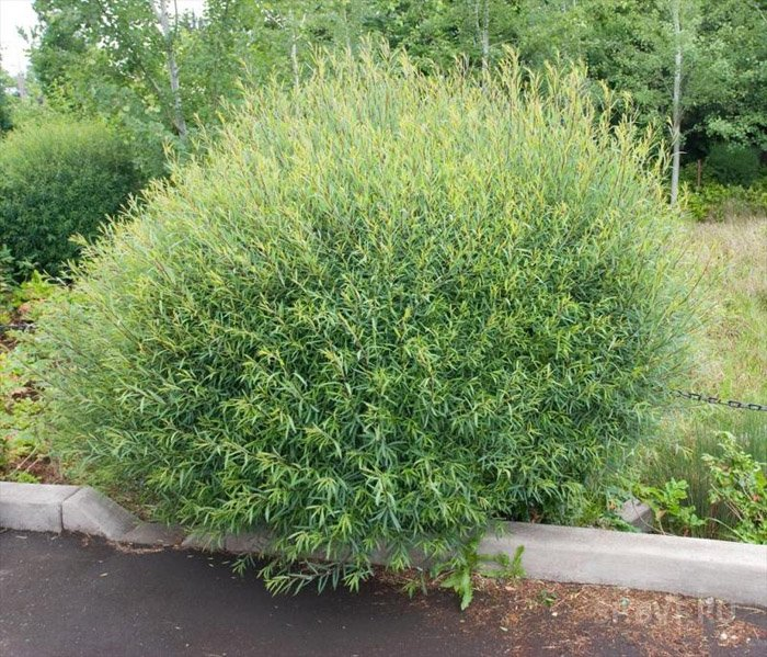 Ива пурпурная «Nana»