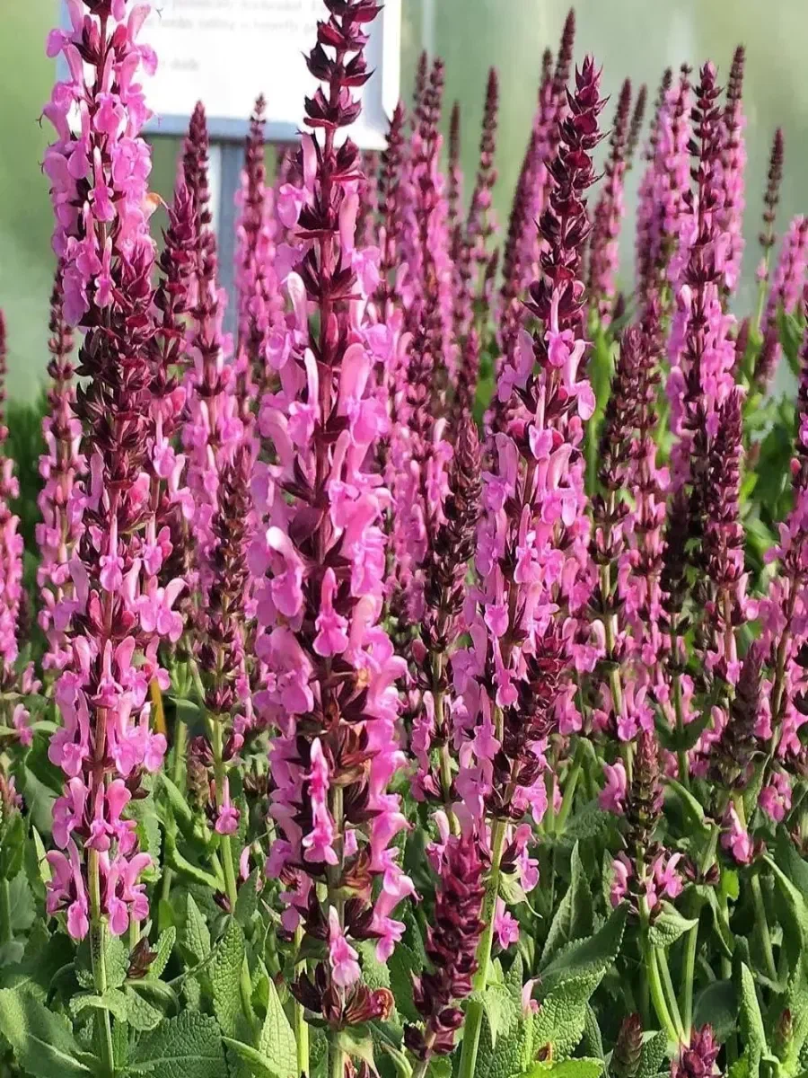 Сальвия (Шалфей) дубравная «Rose Queen»