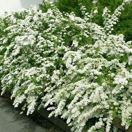 Спирея серая           (Spirea cinerea) 'Grefsheim'