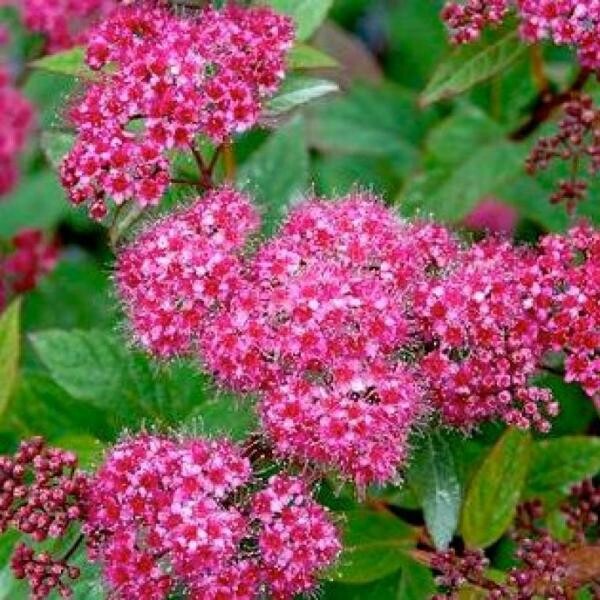 Спирея японская (Spiraea japonica) “Neon Flash”