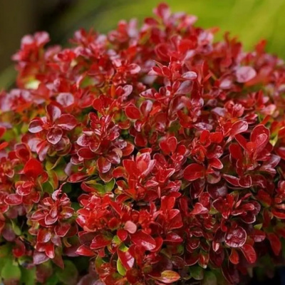 Барбарис Тунбергера (Berberis thunbergii) «Lutin Rouge»