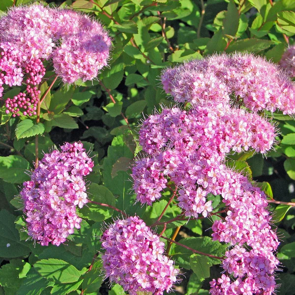 Спирея японская (Spiraea japonica)  «Odessa»