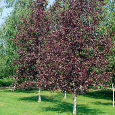 Береза повислая (Betula pendula)    “Royal Frost”