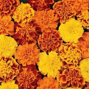 Бархатцы отклонённые(Tagetes patula)«Bonanza MIX»