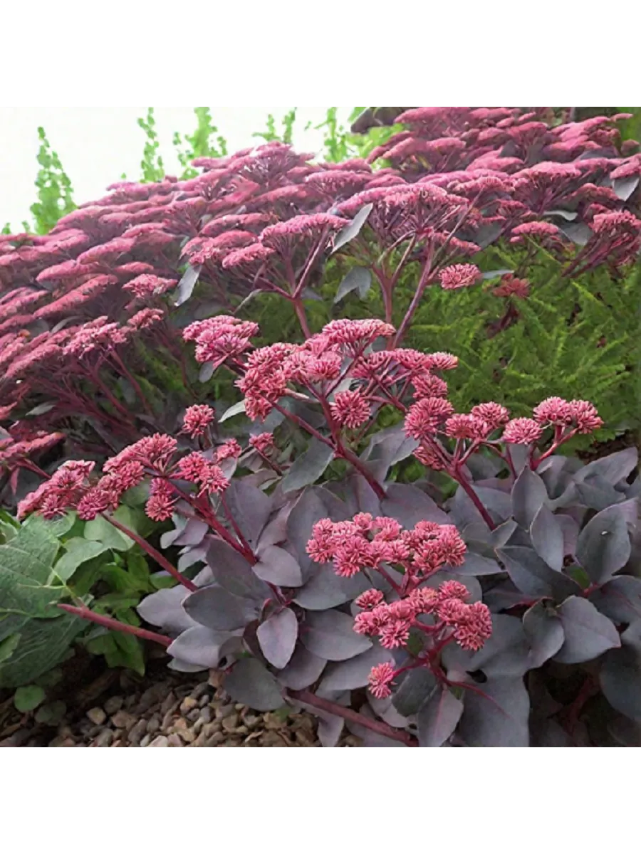 Очиток (Sedum) «Karfunkelstein»