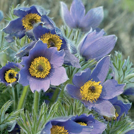 Прострел обыкновенный (Pulsatilla vulgaris) «Blue Violet»