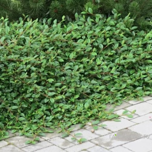 Кизильник (Cotoneaster) Даммера "Miranda"