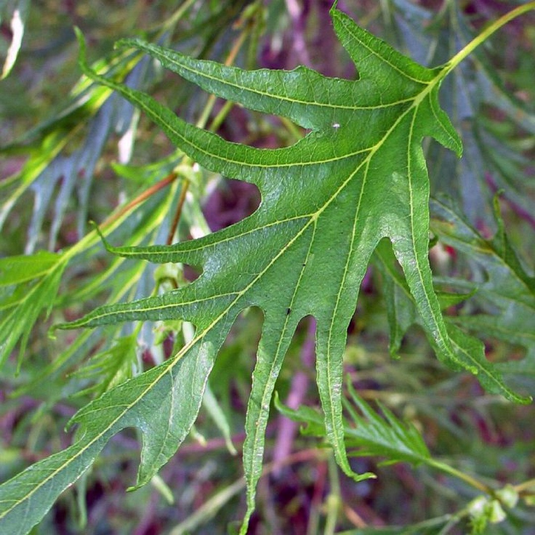 Ольха серая                  (Alnus incana)'Imperialis'