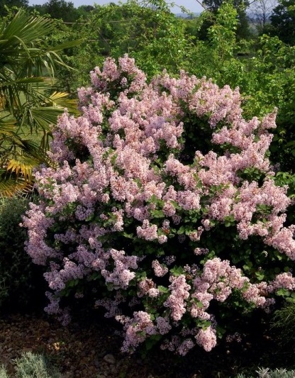 Cирень повторноцветущая «Josee»