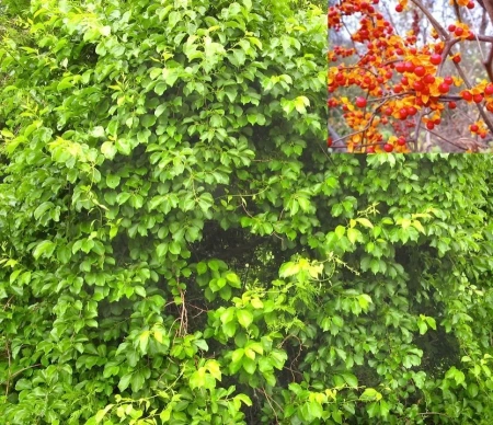 Древогубец (Celastrus)