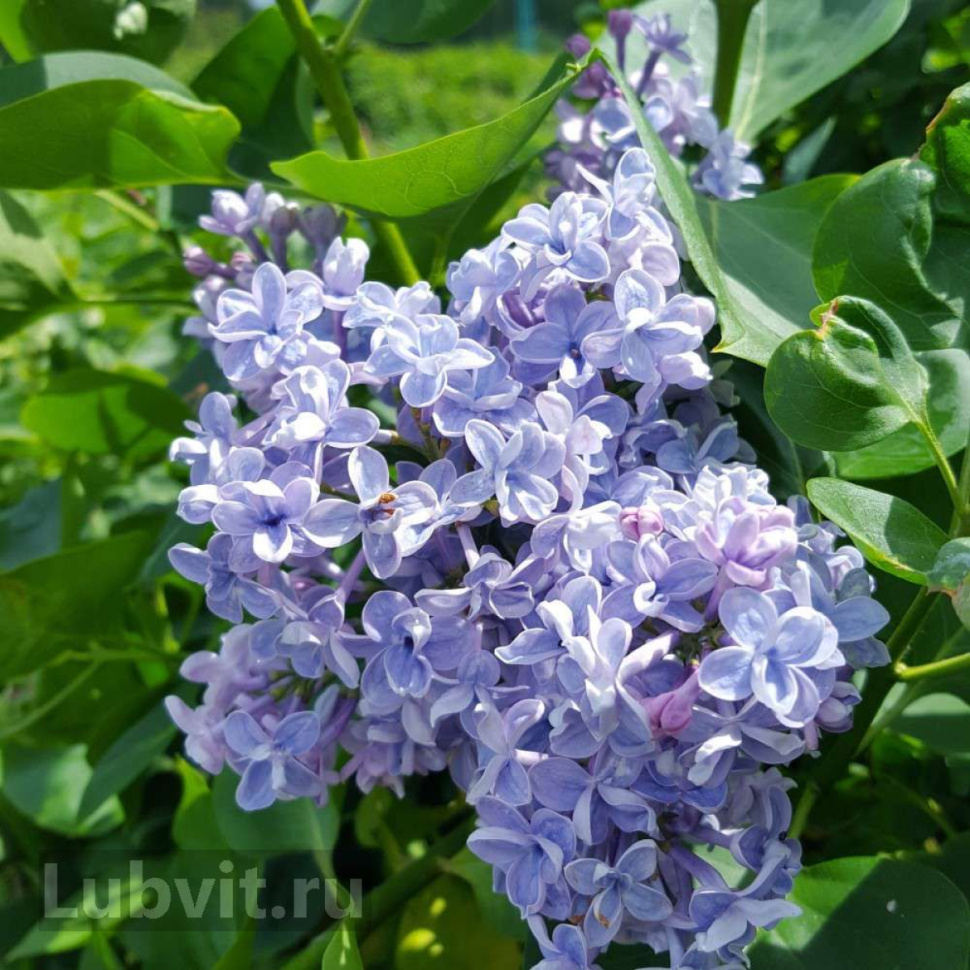 Сирень обыкновенная (Syringa vulgaris) «Dresden China»