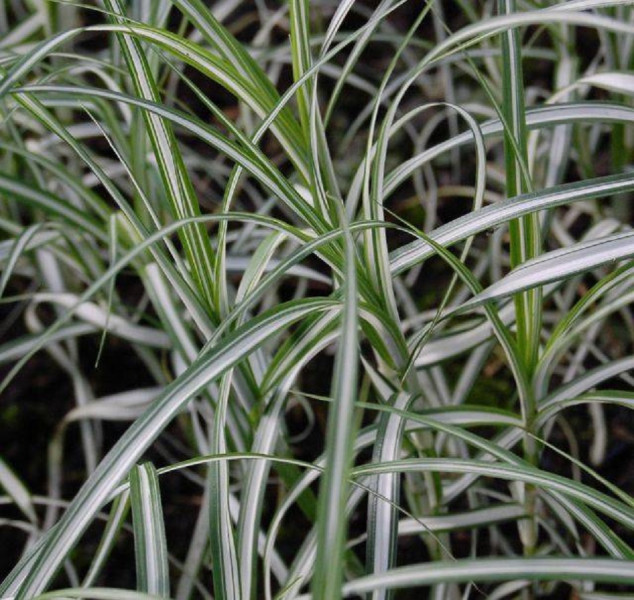 Осока пальмолистная (Variegata)