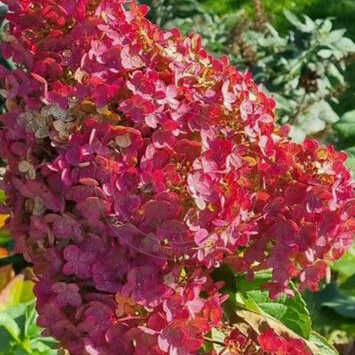 Гортензия метельчатая (Hydrangea paniculata) «BJ»