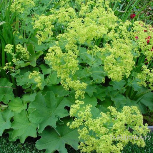 Манжетка мягкая (Alchemilla mollis)