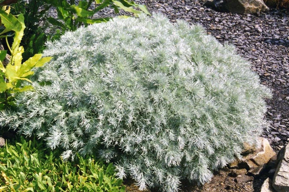 Полынь Шмидта (Artemisia schmidtii) "Nana"