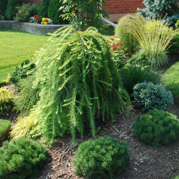 Лиственница японская тонкочешуйчатая (Larix kaempferi) "Stiff Weeper"