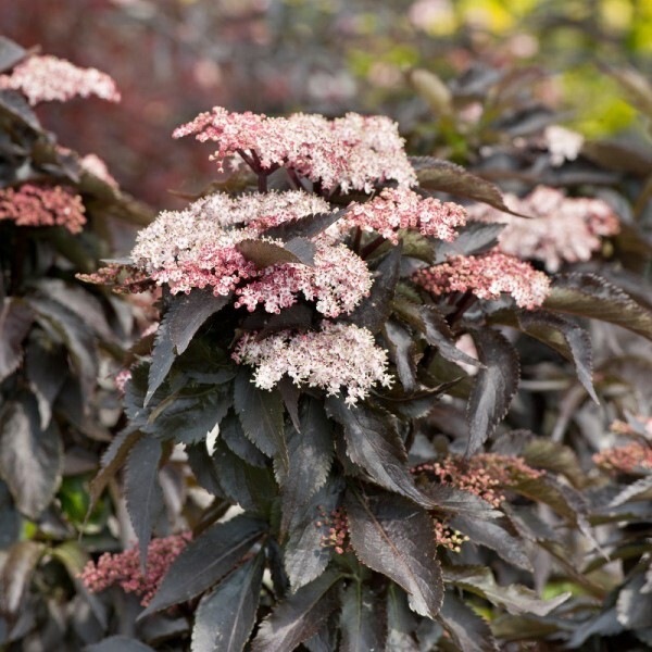 Бузина черная (Sambucus nigra)    «Black Tower»
