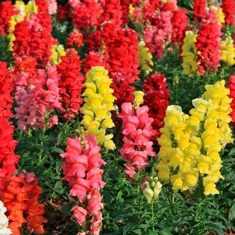Львиный зев большой (Antirrhinum majus)«CANDY Showers MIX»