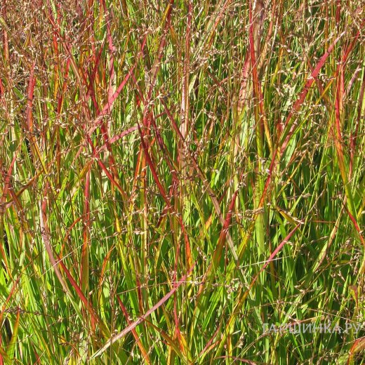 Просо прутьевидное (Blood Brothers)