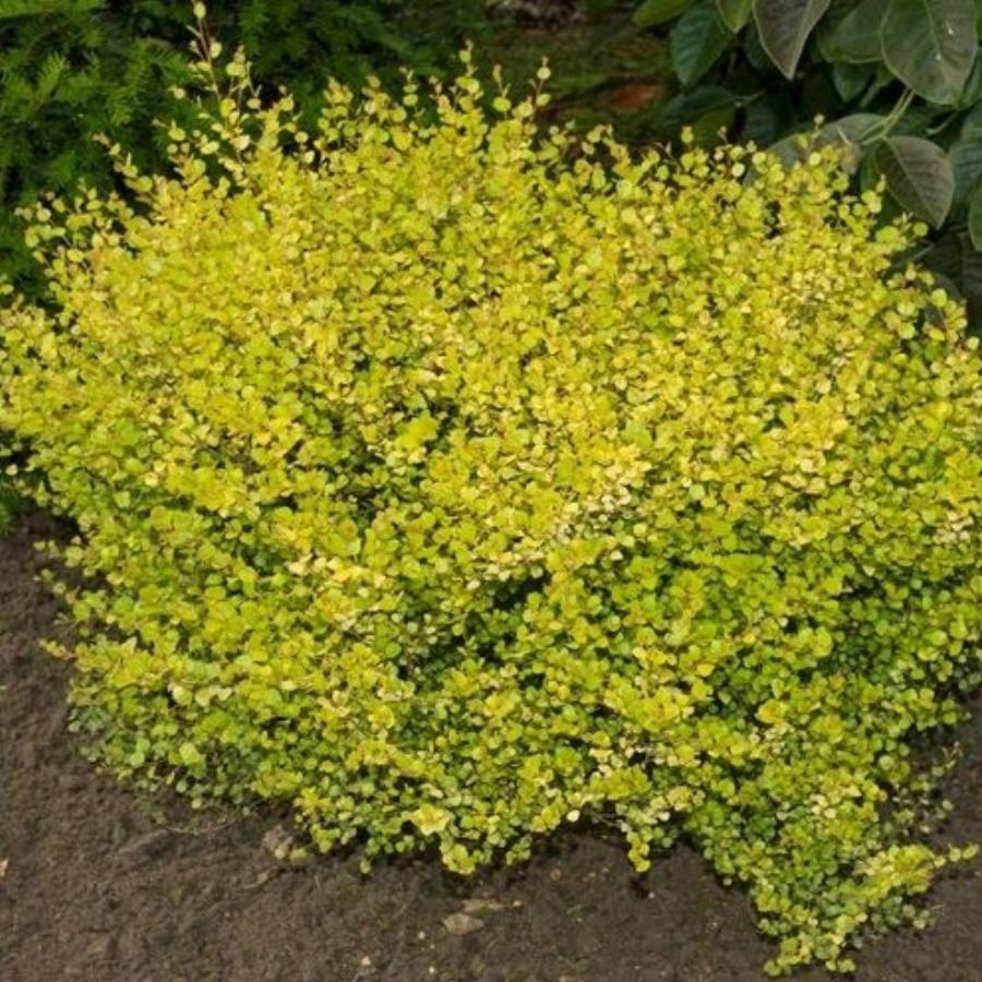 Береза карликовая (Betula)                 «Golden Treasure»