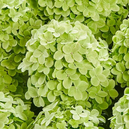 Гортензия метельчатая (Hydrangea paniculata) «Pancetta»