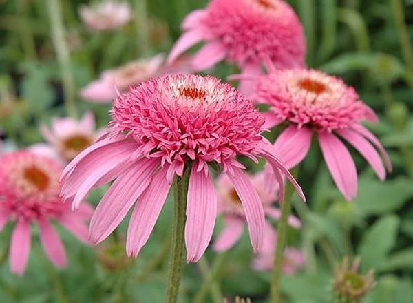Эхинацея (Echinacea) «Pink Poodle»