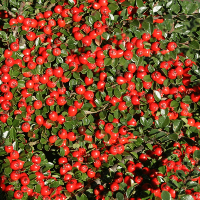 Кизильник гибридный "Coral Beauty"